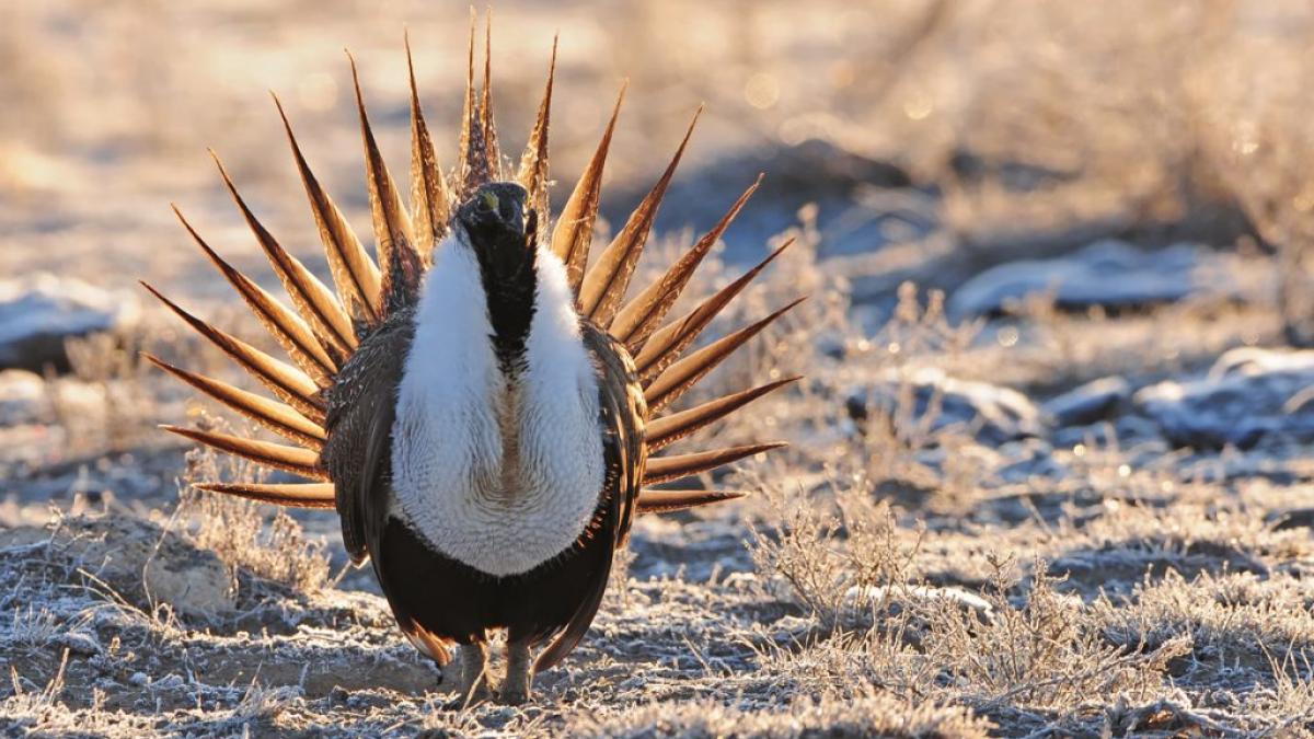 Sage-Grouse