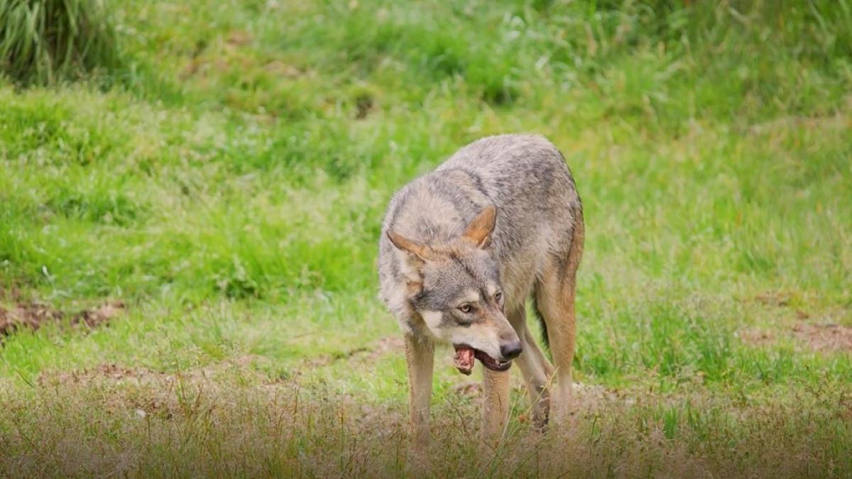 Wolf