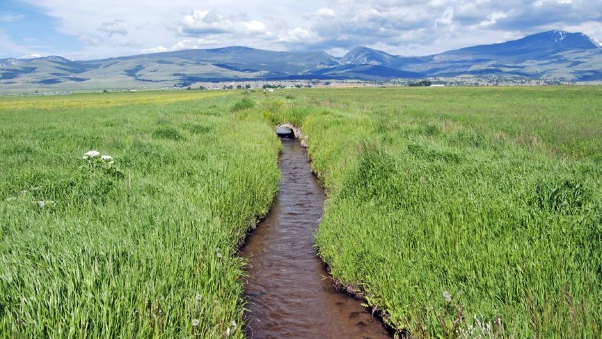 Ditch