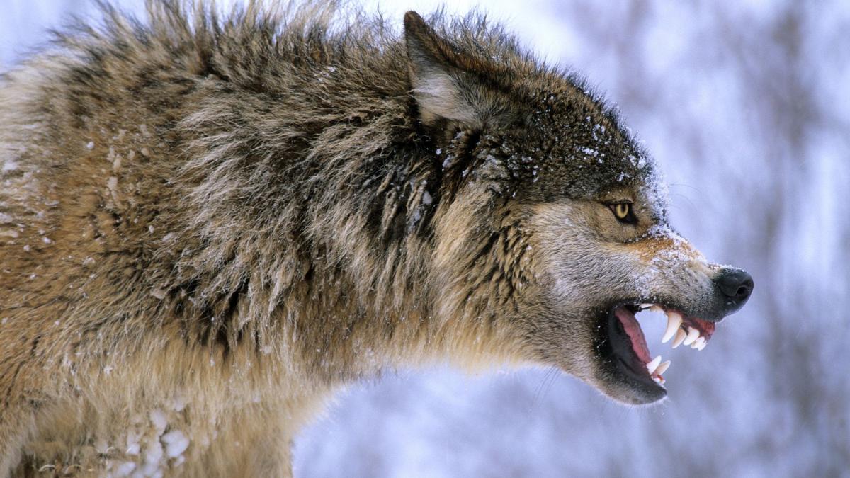 wolf