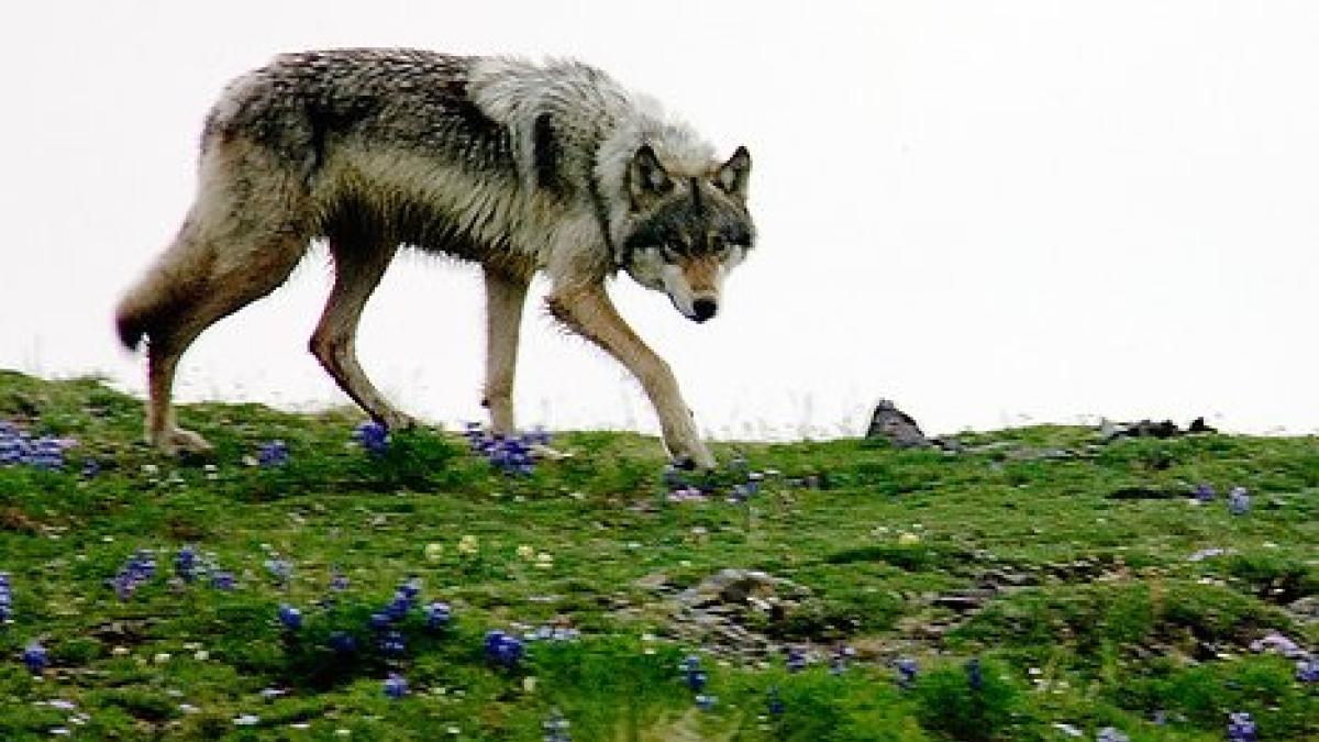 Wolf