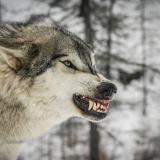Gray Wolf