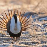 Sage-Grouse