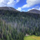Rocky Mountain Forest