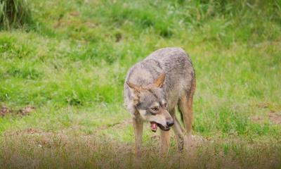 Wolf