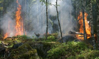 Wildfire